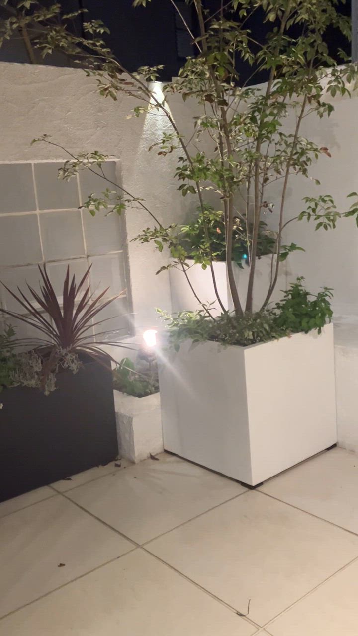 y*n様 山採りアオダモ　9/1出品　青ダモ2 鉢上からh210cm W70cm y*n様 山採りアオダモ 9/1出品 青ダモ2 鉢上からh210cm W70cm