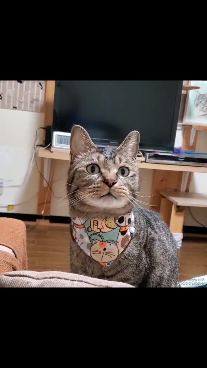 ペット用バンダナ 猫用 犬用 小型犬 子犬 スカーフ 首輪 首飾り