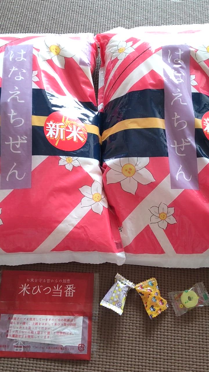 ハナエチゼン 米 10kg 5kg×2袋 白米 福井県産 令和6年産 送料