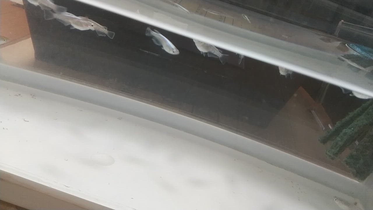 1件目のレビュー動画のサムネイル | 0