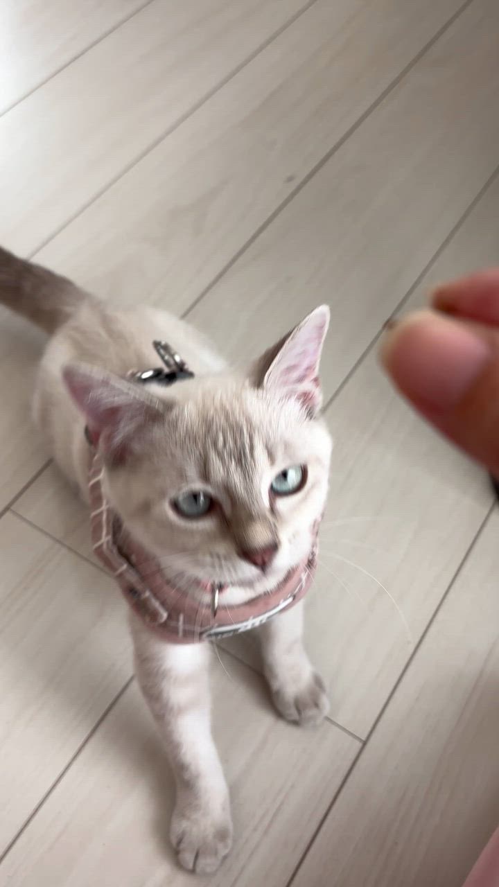 全体のレビュー動画のサムネイル | 4