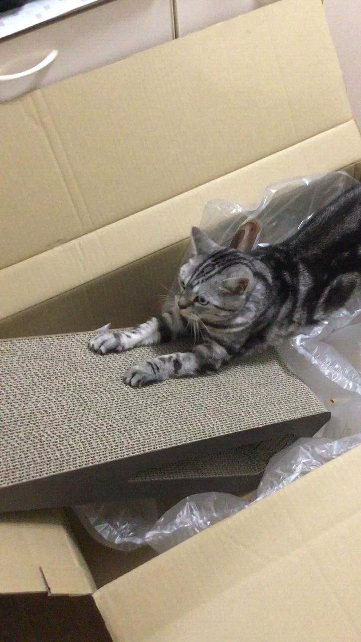全体のレビュー動画のサムネイル | 1