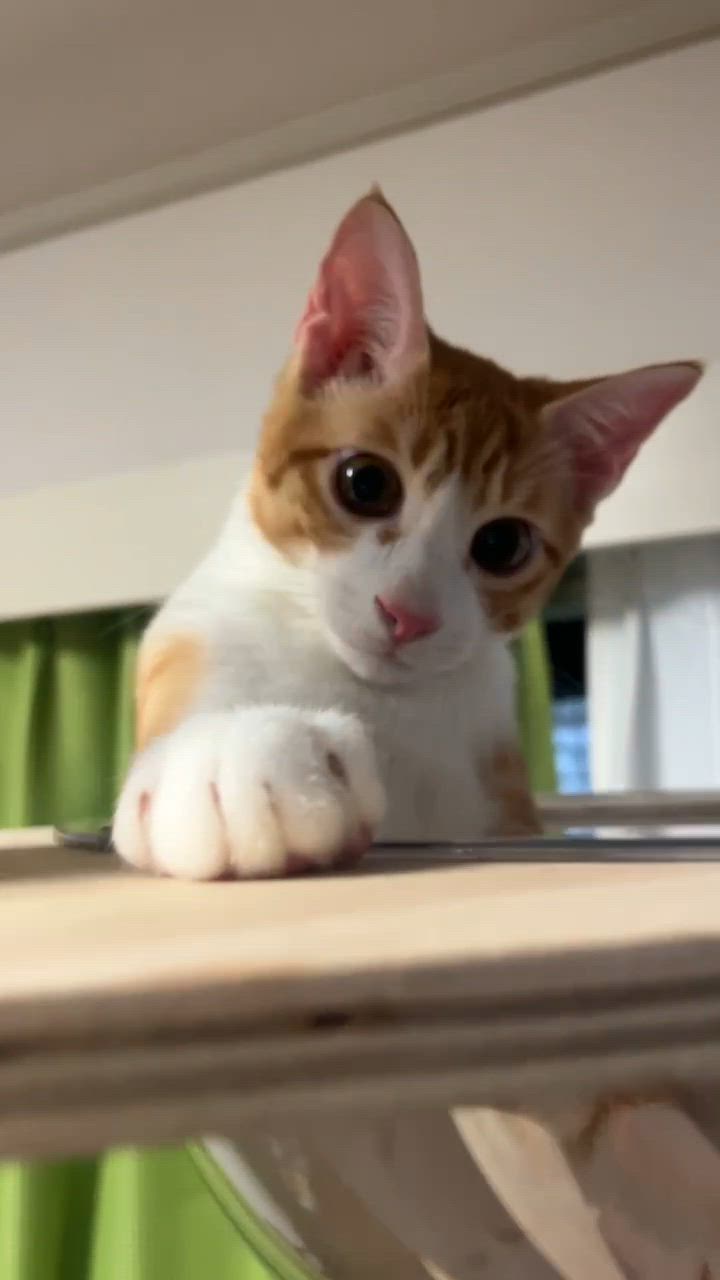 全体のレビュー動画のサムネイル | 10