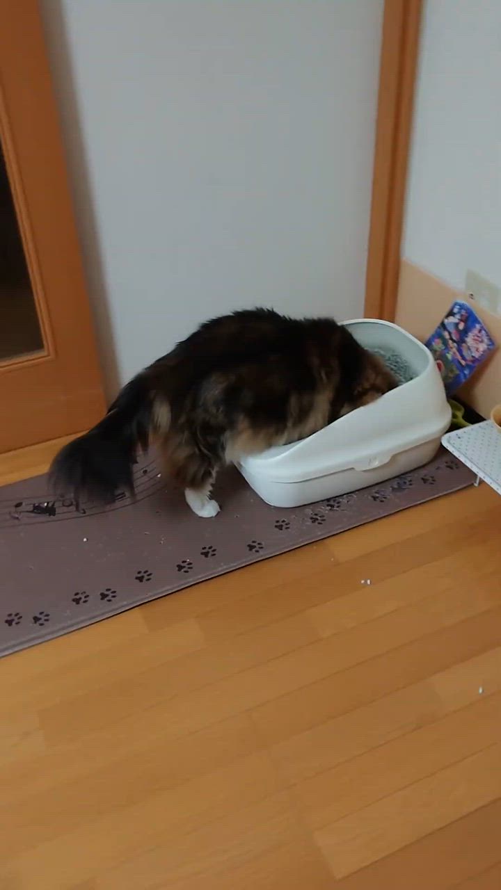 全体のレビュー動画のサムネイル | 0