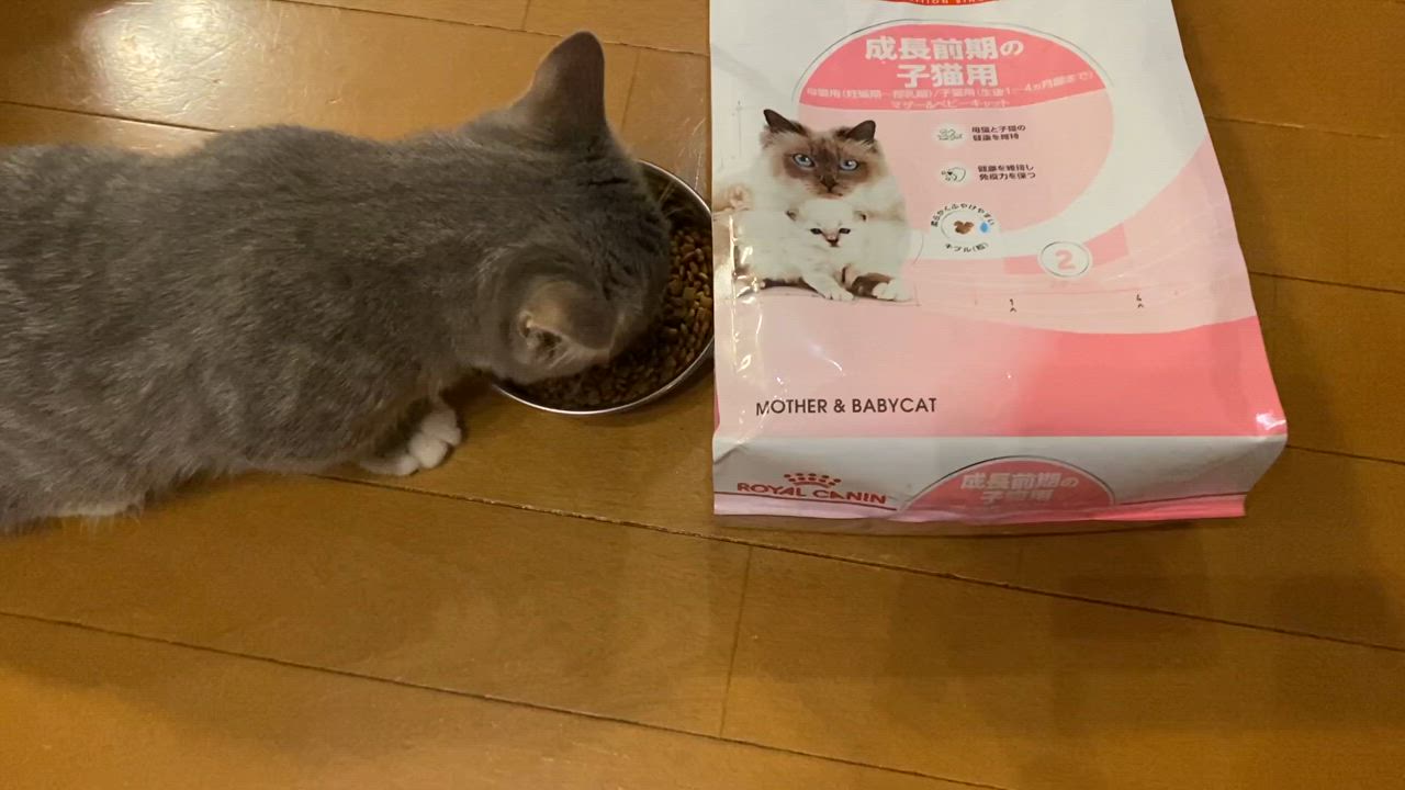 全体のレビュー動画のサムネイル | 0