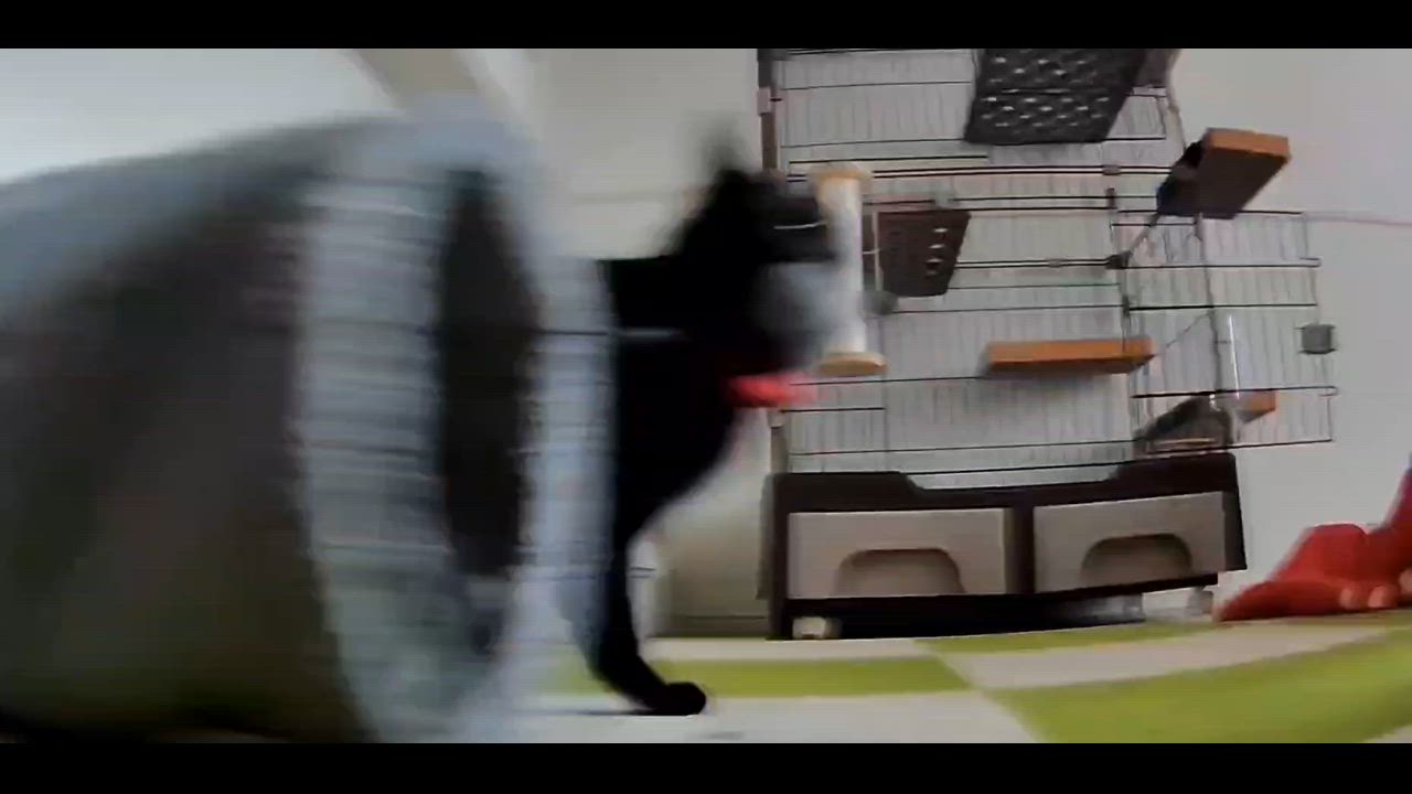 全体のレビュー動画のサムネイル | 0