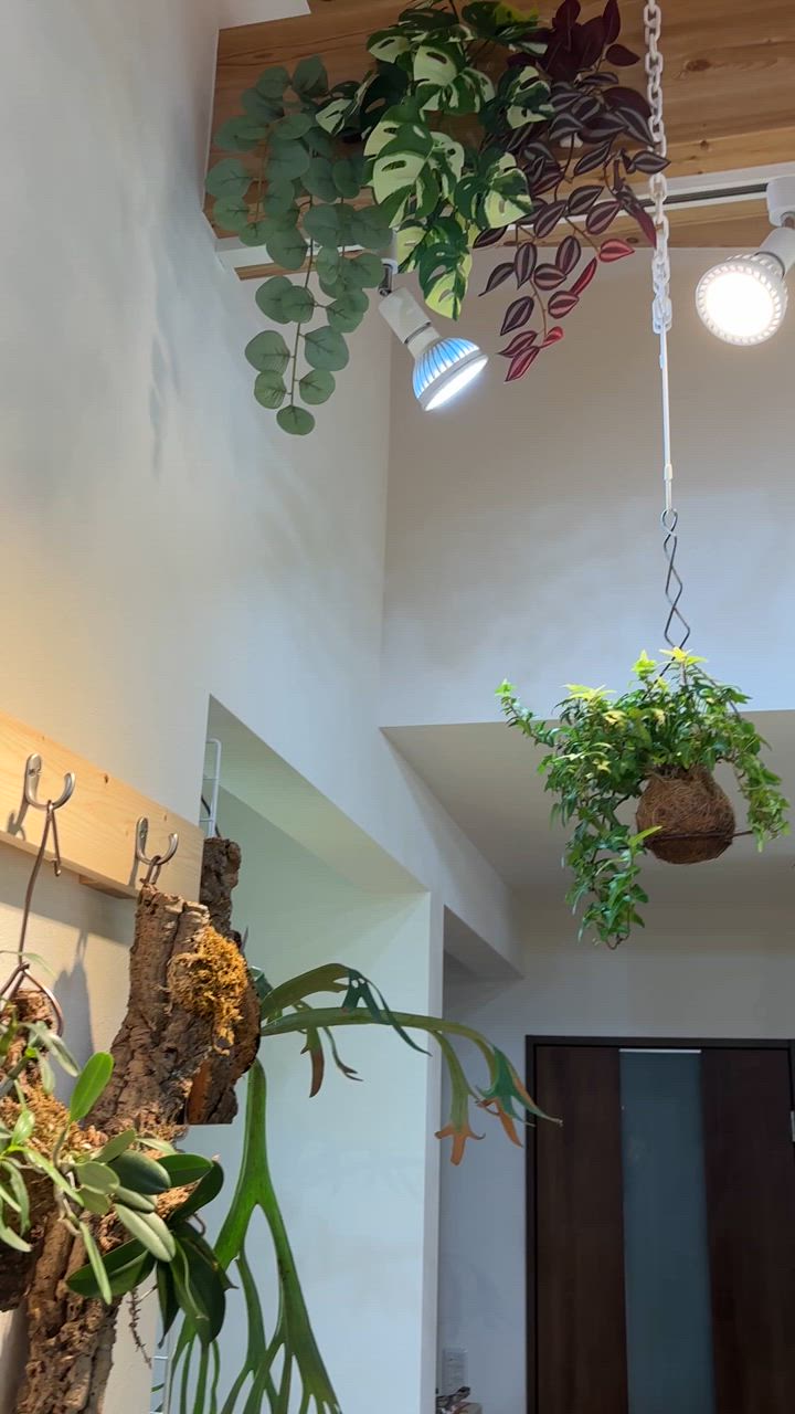 PLANTS NEXLIGHT 正規取扱店 ホワイト ブラック プランツ ネクス
