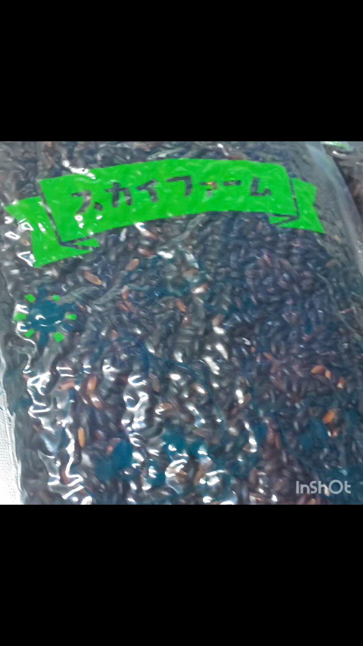 令和6年産 黒米 900g 【450g×2袋】 ポイント消化 雑穀米 お試し 令和6年産 黒米 900g 【450g×2袋】 ポイント消化 雑穀米 お試し