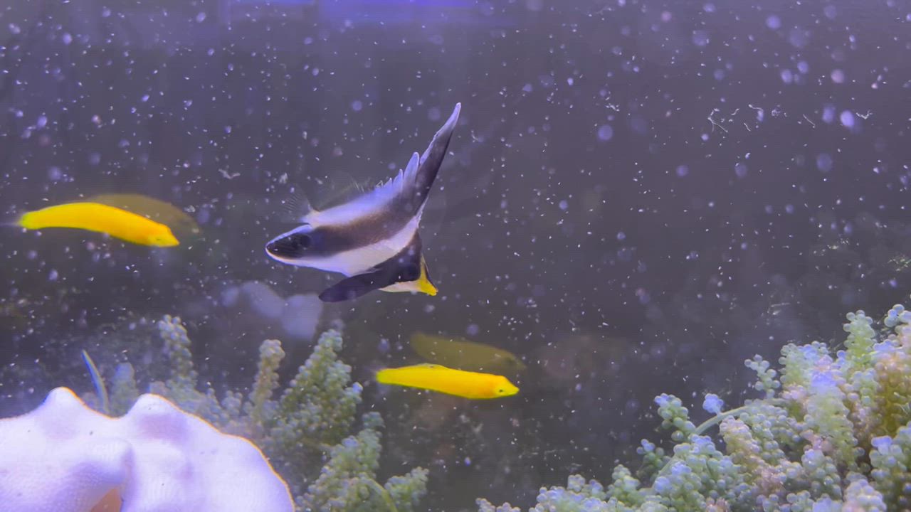1件目のレビュー動画のサムネイル | 0