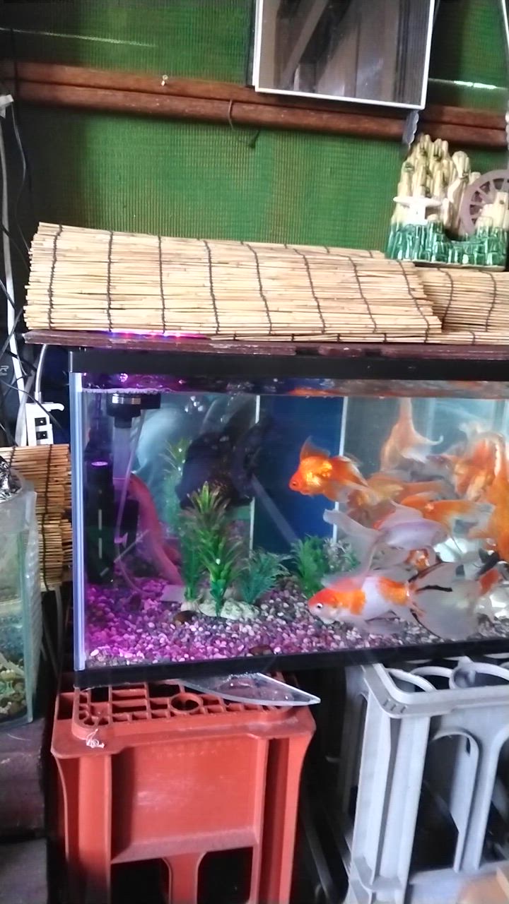 MARINA 600 飼育用水槽セット　6点セット　未使用品 マリーナ ジェックス GEX マリーナ600S ST 水槽セット（店舗受取