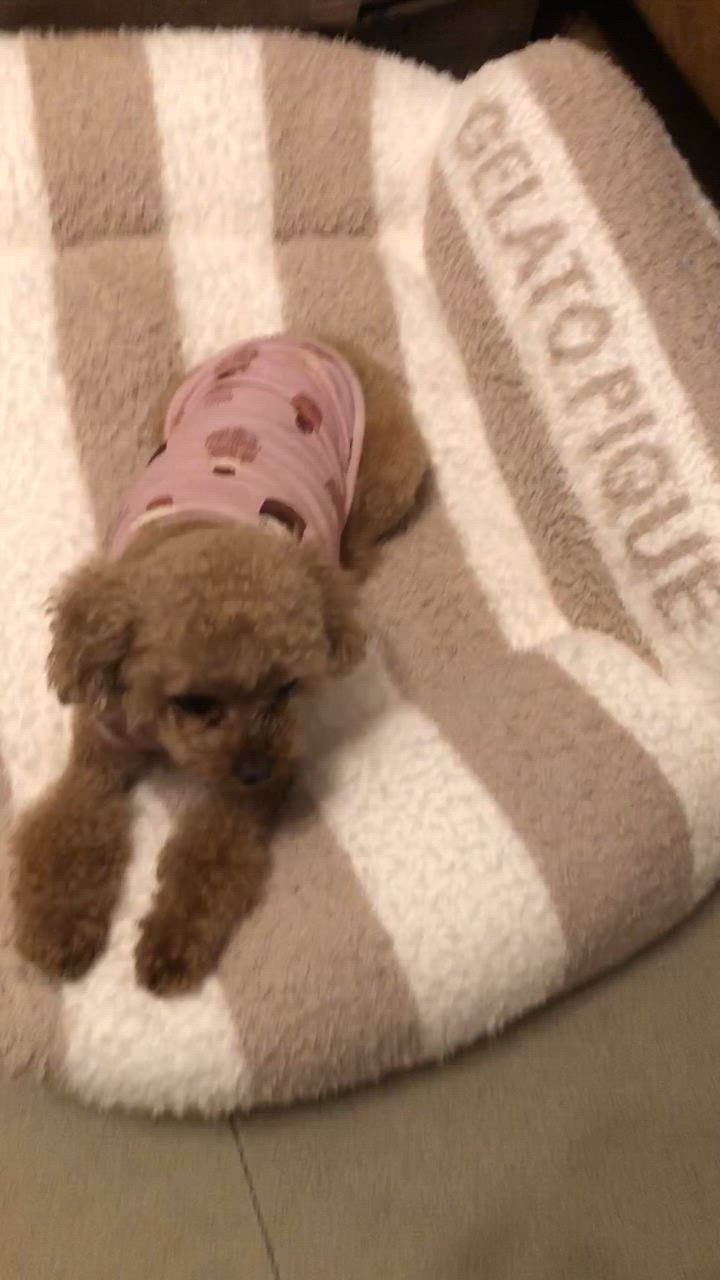 gelato pique ペット マット 「CAT&DOG」「販路限定商品 gelato pique ペット マット 「CAT&DOG」「販路限定商品