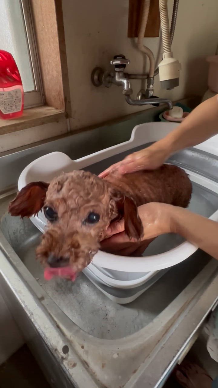 全体のレビュー動画のサムネイル | 0