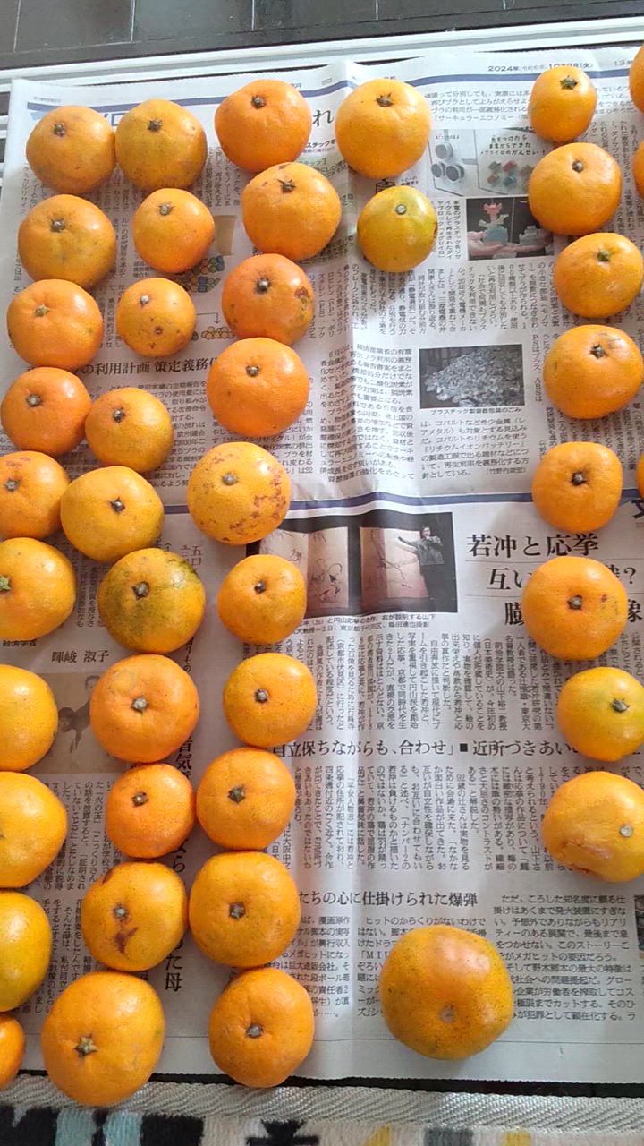 立目ぽんかん低しょう系2.5kg