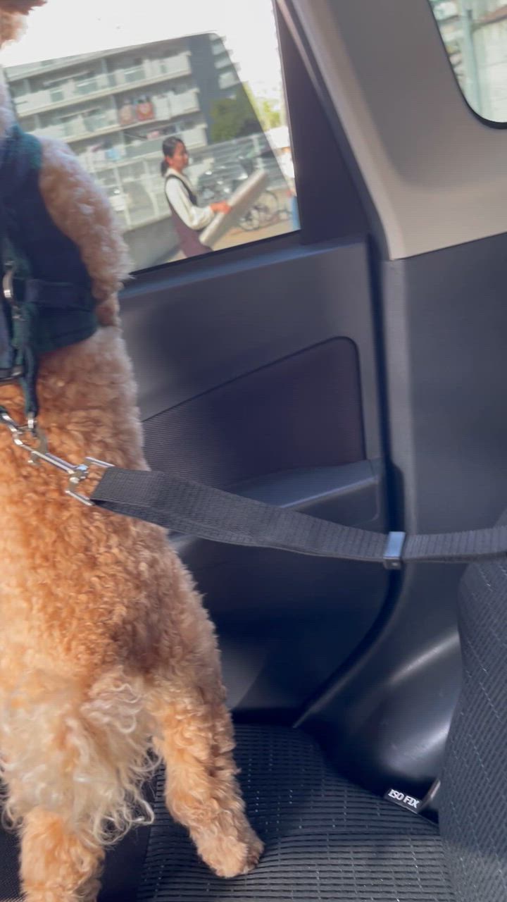 全体のレビュー動画のサムネイル | 1