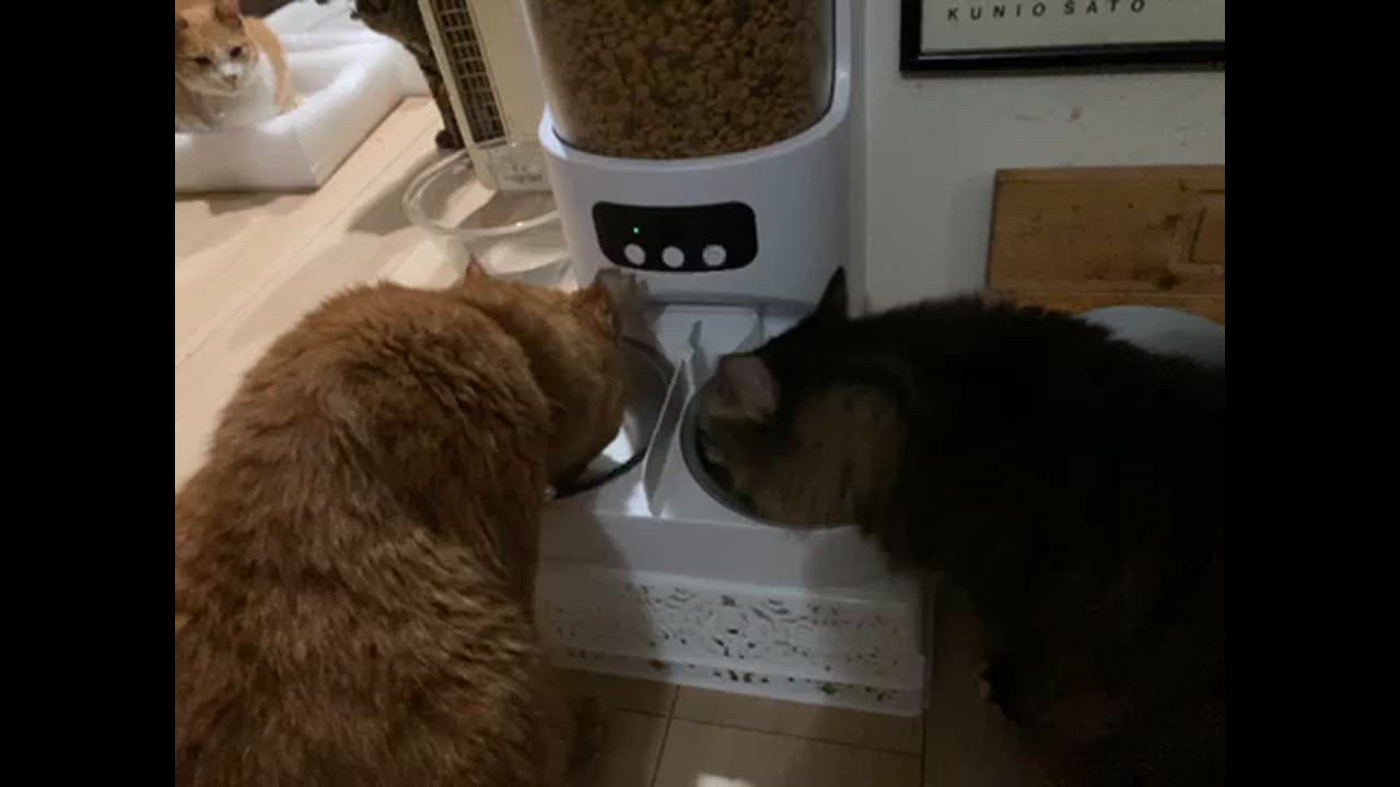 自動給餌器 給餌機 カメラ付き 猫 2匹 多頭飼い タイマー設定