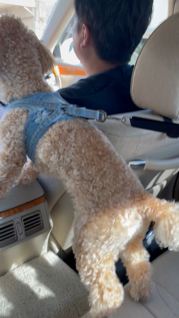 全体のレビュー動画のサムネイル | 0