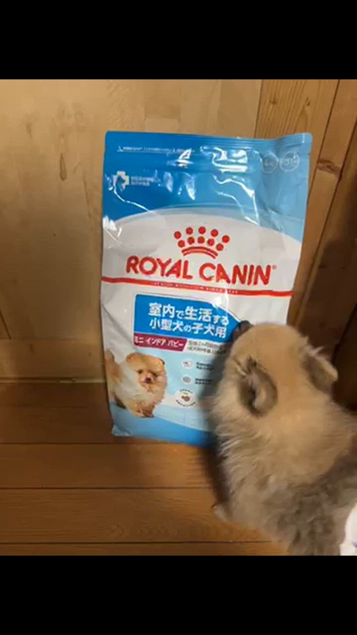 ロイヤルカナン ミニインドアパピー 4kg 子犬 (犬・ドッグ)[正規 ロイヤルカナン ミニインドアパピー 4kg 子犬 (犬・ドッグ)[正規