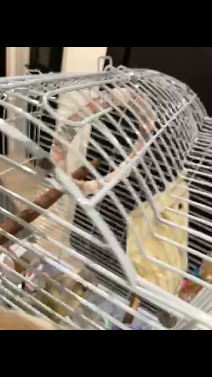 1件目のレビュー動画のサムネイル | 0