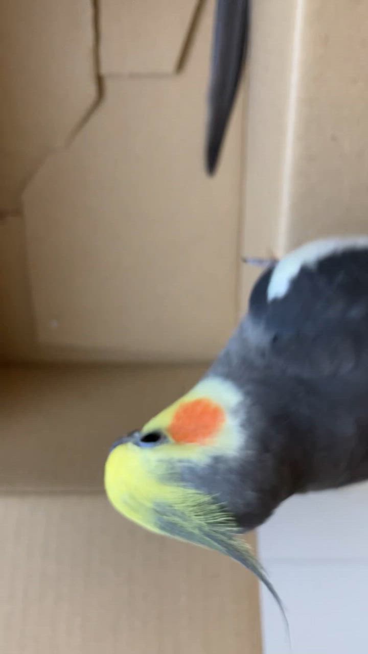 全体のレビュー動画のサムネイル | 9