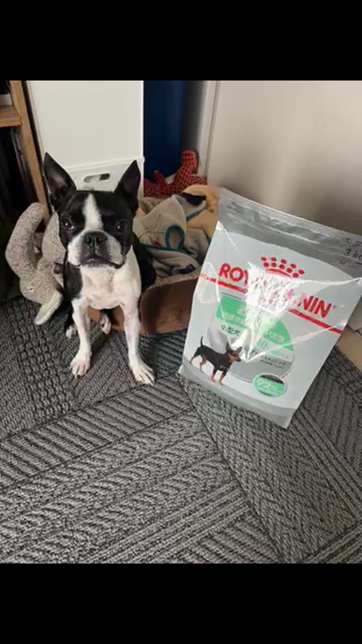 ロイヤルカナン ミニ ダイジェスティブケア 3kg(犬・ドッグ ロイヤルカナン ミニ ダイジェスティブケア 3kg(犬・ドッグ