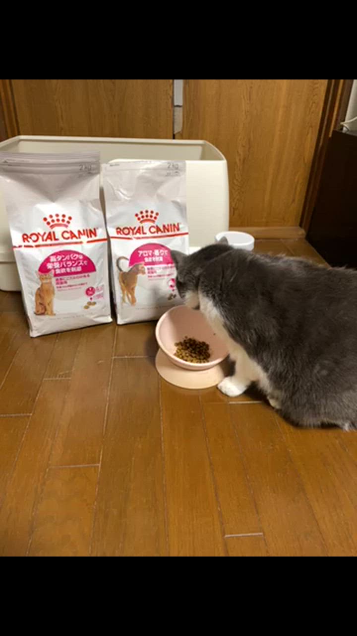 全体のレビュー動画のサムネイル | 0