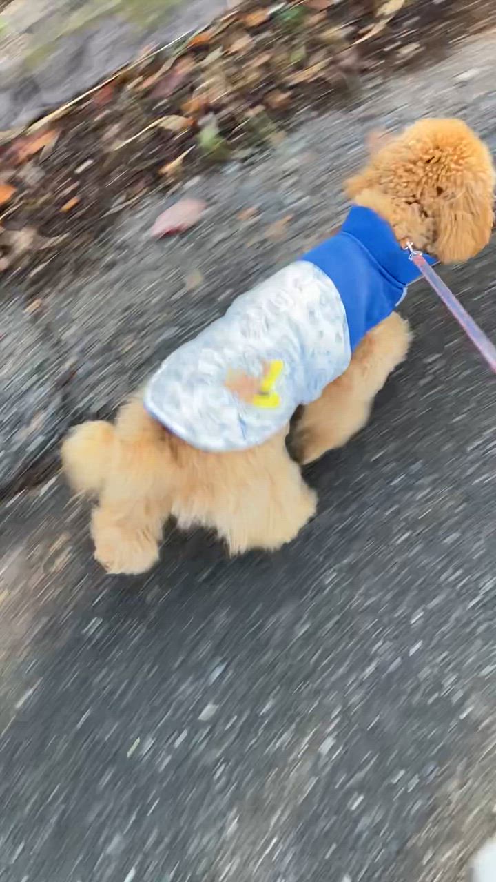 George. アウトレット ペット 犬服 ペットウェア おさるの