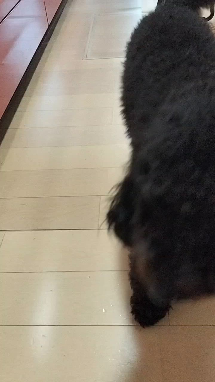 全体のレビュー動画のサムネイル | 1