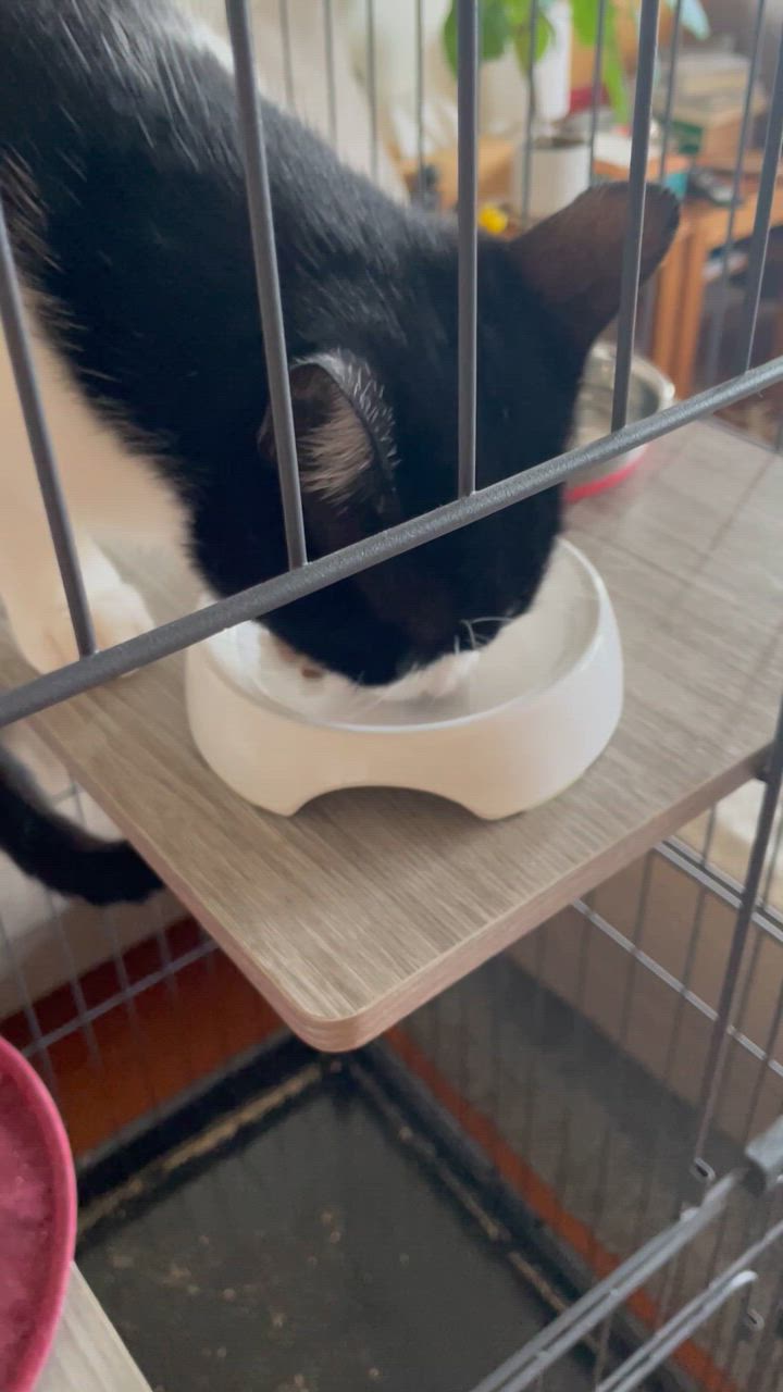 ヒルズ 食事療法食 猫用 c/d シーディー マルチケア 尿ケア ヒルズ 食事療法食 猫用 c/d シーディー マルチケア 尿ケア