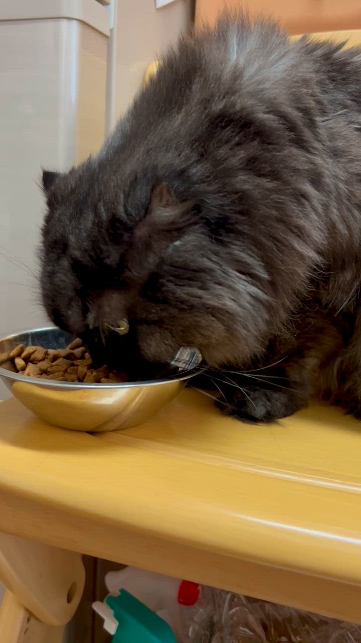 全体のレビュー動画のサムネイル | 2