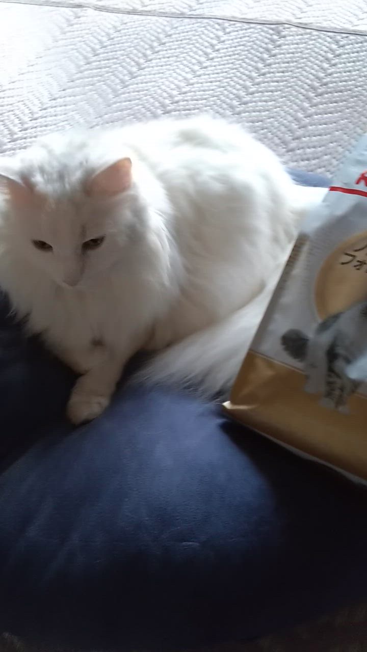 全体のレビュー動画のサムネイル | 2