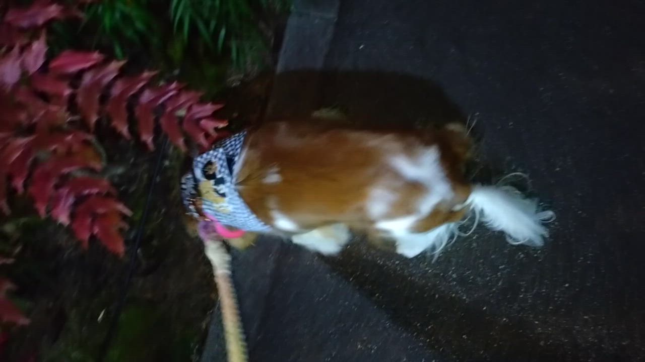 全体のレビュー動画のサムネイル | 0