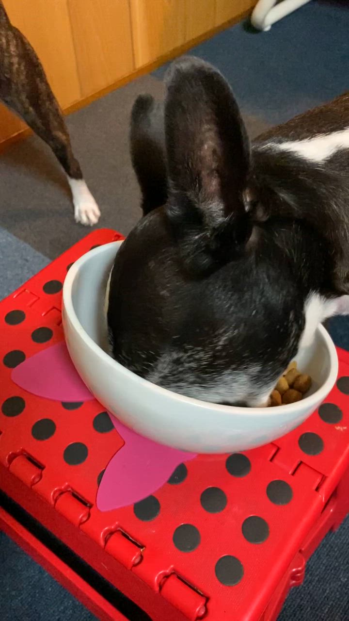 ロイヤルカナン 療法食 犬用 消化器サポート(低脂肪) ドライ 3kg ロイヤルカナン 療法食 犬用 消化器サポート(低脂肪) ドライ 3kg