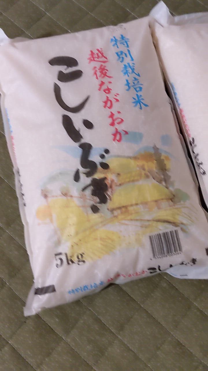 こしいぶき 【数量限定】令和6年産 お米 10kg 白米 特別栽培米