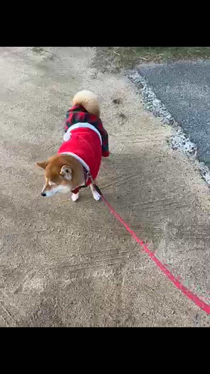 芝犬サンタ mqdefault.jpg