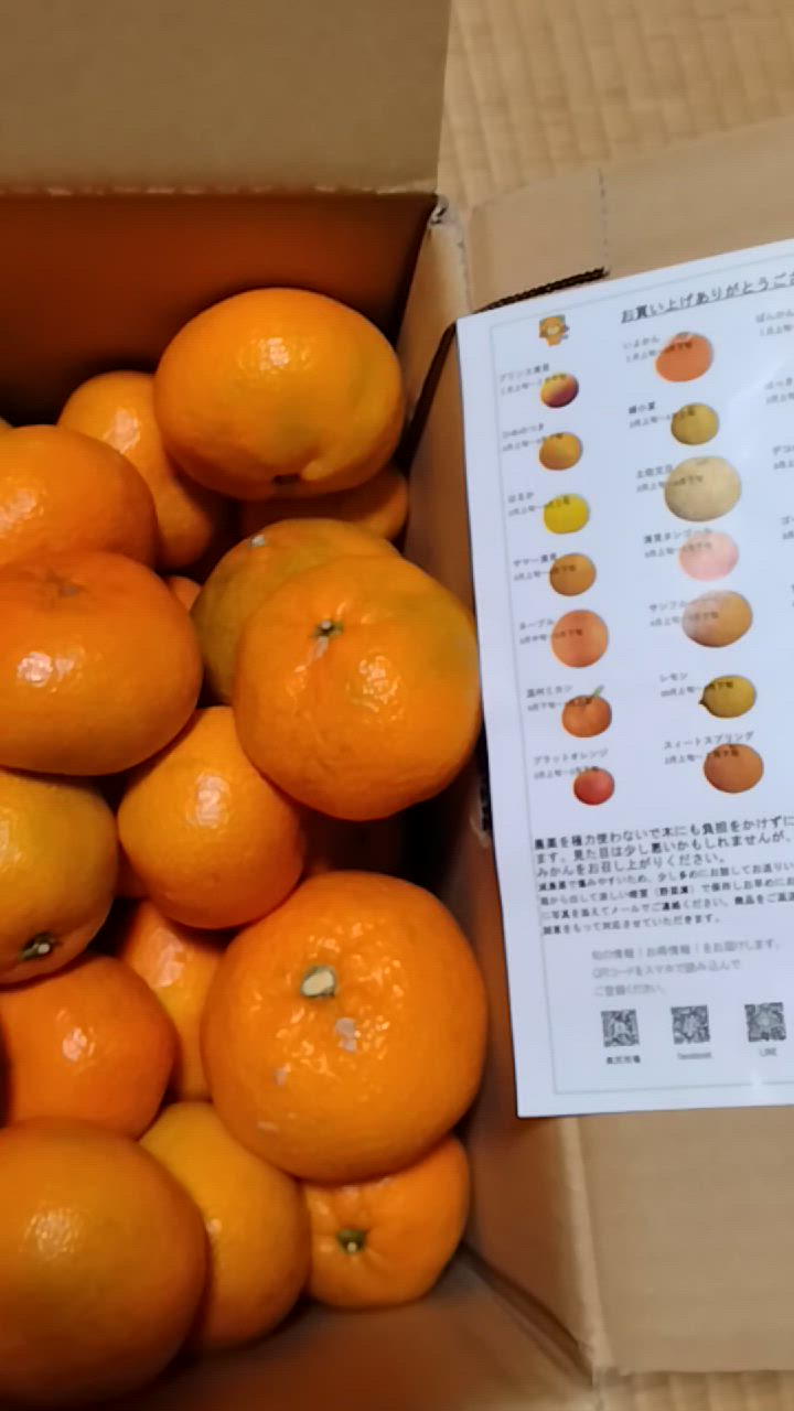 愛媛 みかん 訳あり （10kg） 宇和島 吉田産 農地直送 送料込み