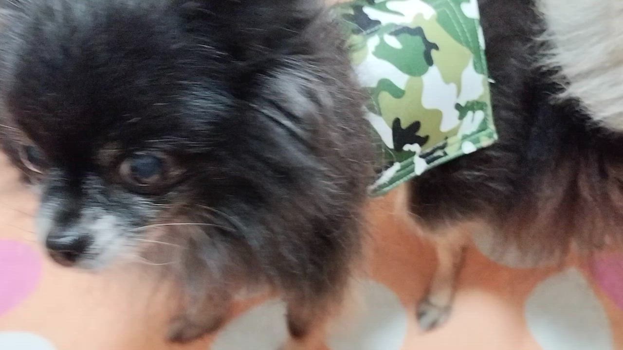 全体のレビュー動画のサムネイル | 5