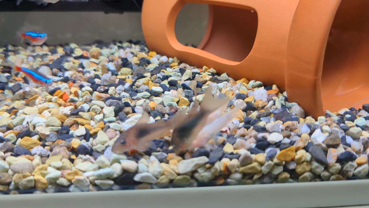 全体のレビュー動画のサムネイル | 0