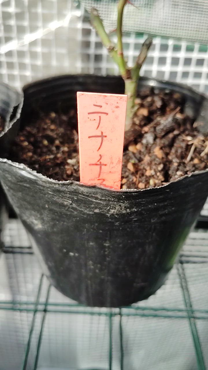 バラ苗 テナチュール4号 今井清作出 切り花品種接ぎ木（植え