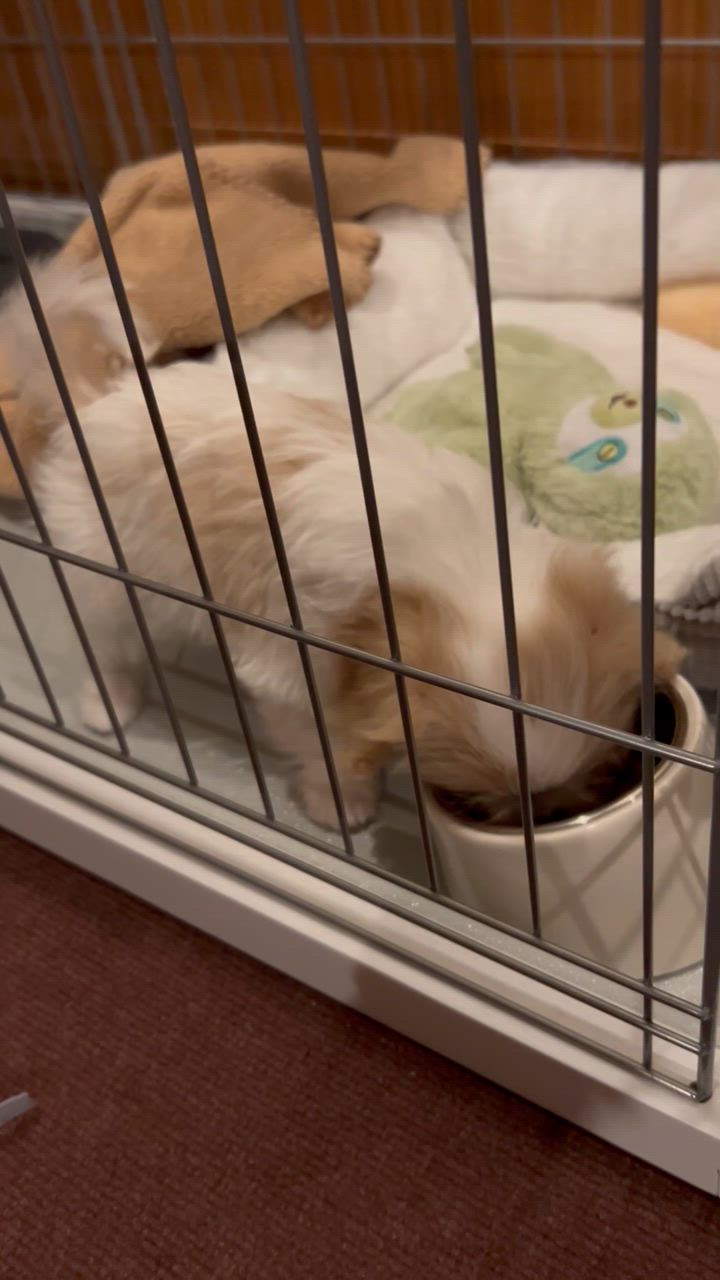 1件目のレビュー動画のサムネイル | 0