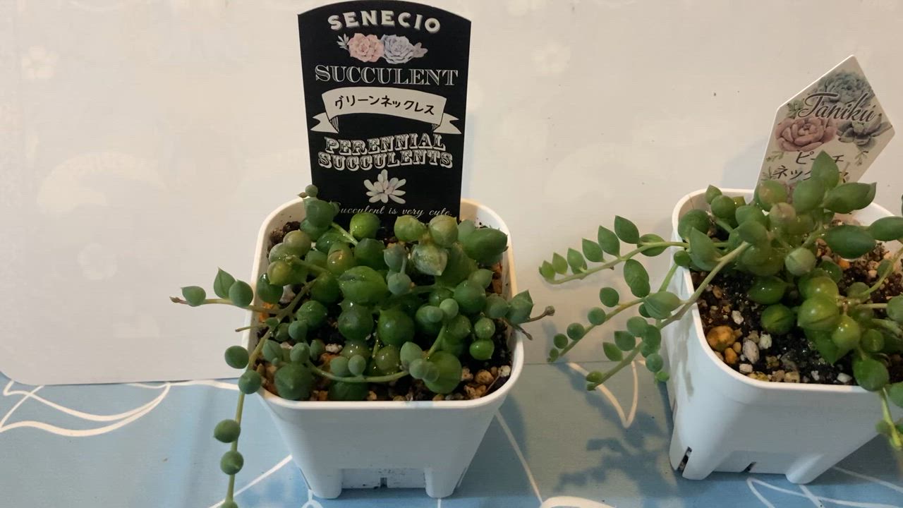 多肉植物 セネシオ グリーンネックレス 7.5cmポット苗 : ハニー