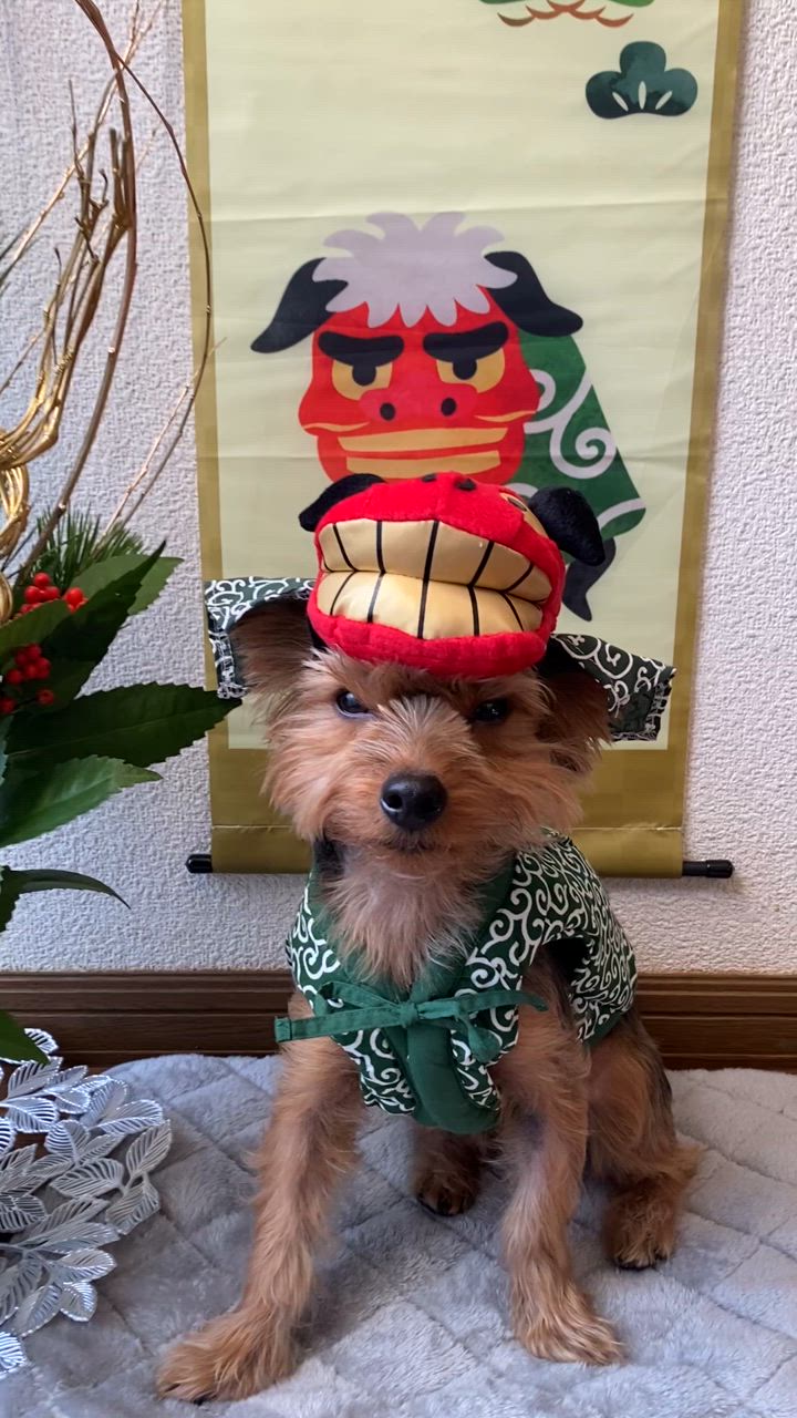 PomPreece 犬服 犬 冬 小型犬 中型犬 犬の服 防寒着 ドッグ
