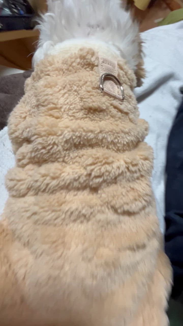 全体のレビュー動画のサムネイル | 9