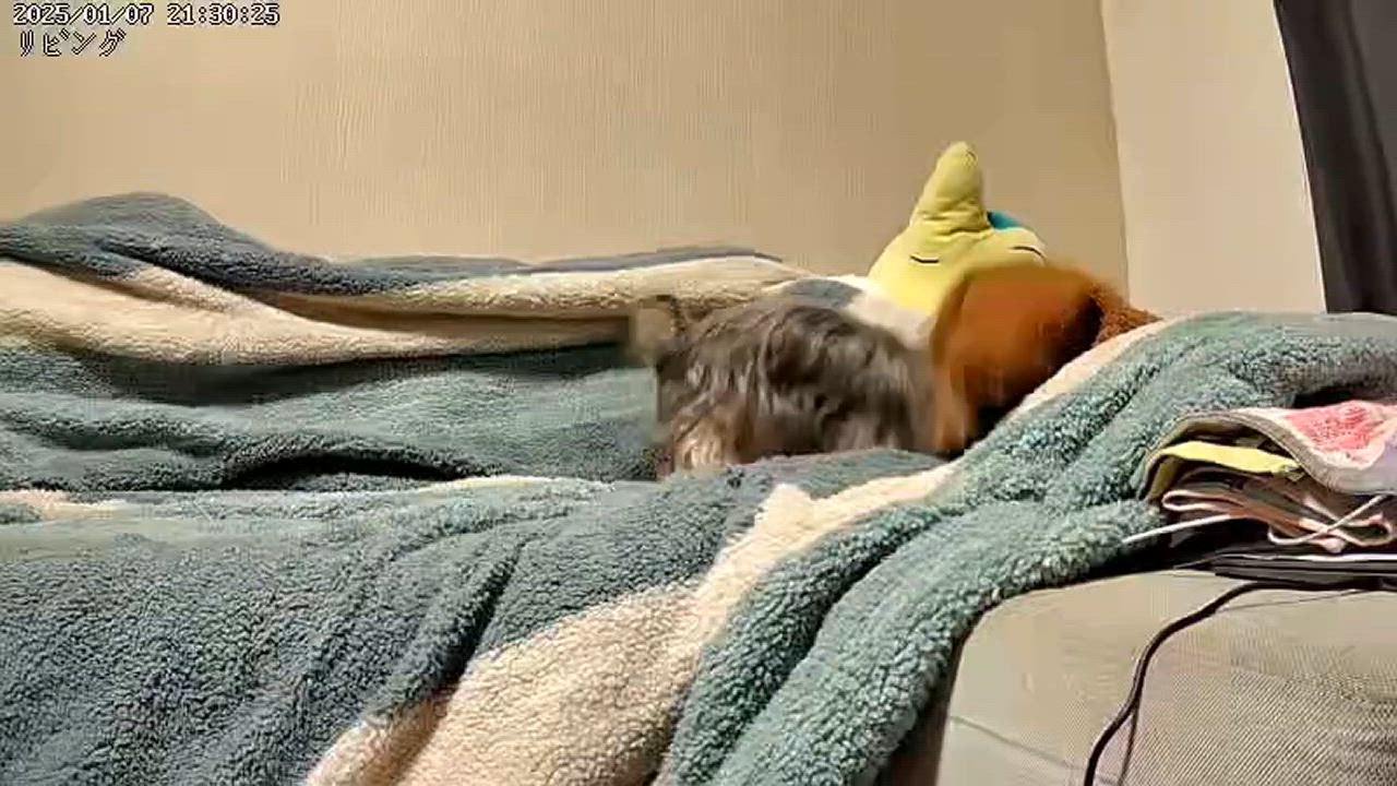 全体のレビュー動画のサムネイル | 9