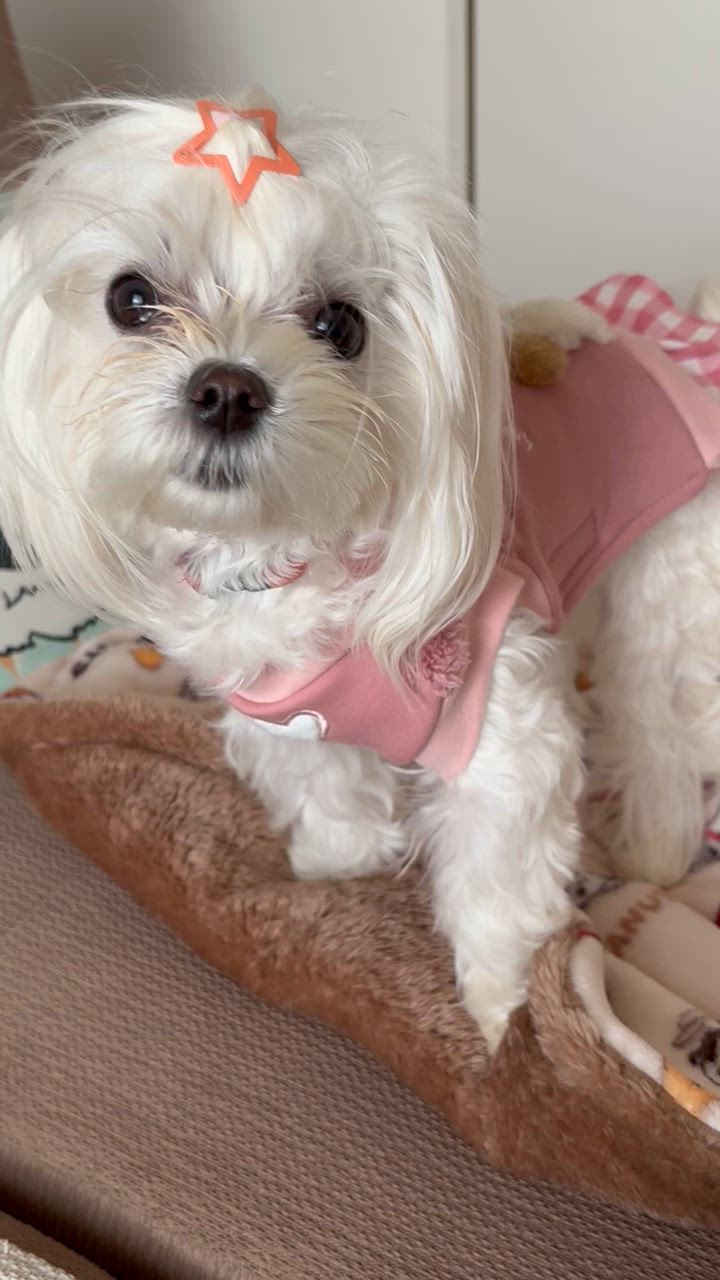 SNOOPY スヌーピー アンディ 犬 服 春 脇開き トレーナー 着せ