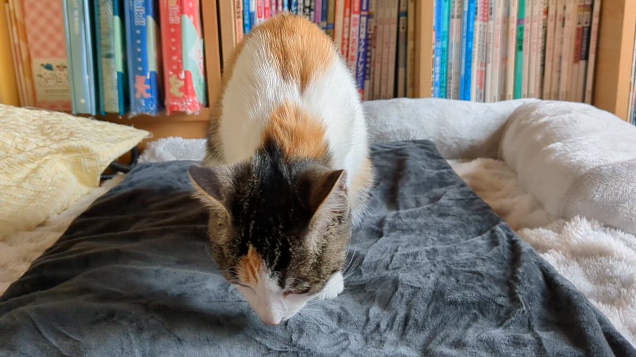 全体のレビュー動画のサムネイル | 2
