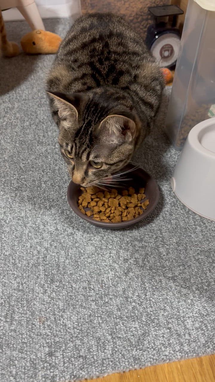 ロイヤルカナン ロイヤルカナン 子猫 キトン 成長後期の子猫用