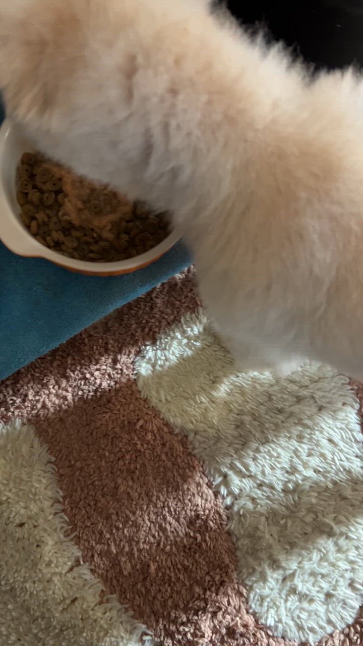 7件目のレビュー動画のサムネイル | 0