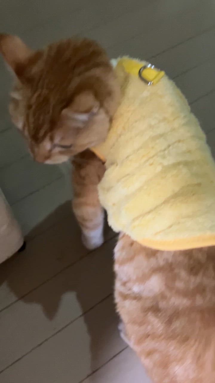 全体のレビュー動画のサムネイル | 8