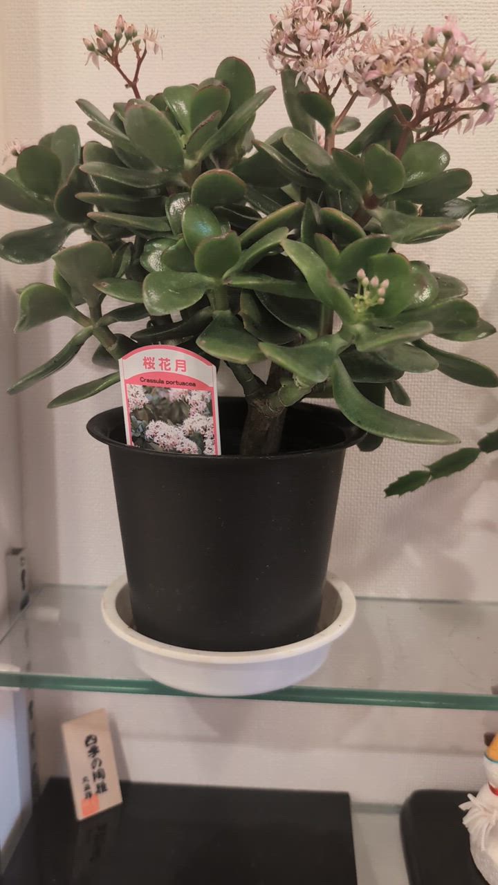 花咲く多肉植物 『 桜花月 ( サクラカゲツ )』 11cm鉢 金の 花咲く多肉植物 『 桜花月 ( サクラカゲツ )』 11cm鉢 金の