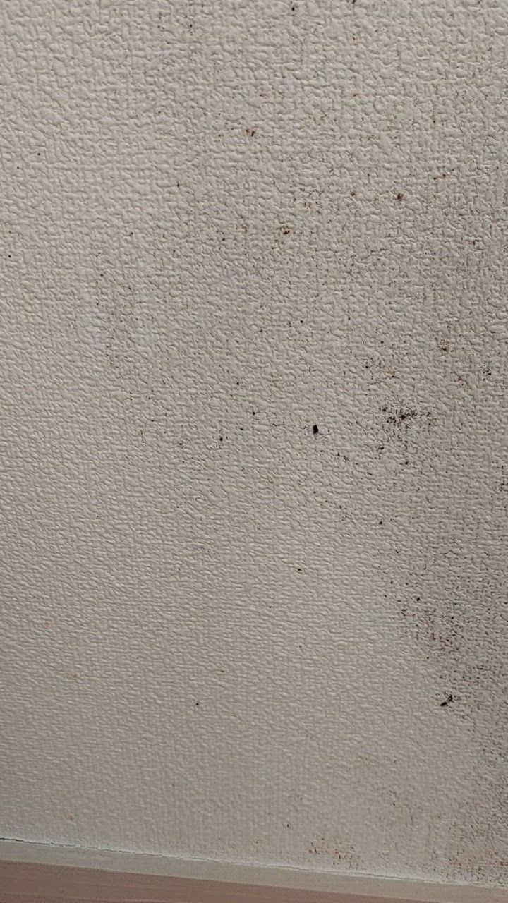 全体のレビュー動画のサムネイル | 11